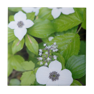 Kanada, British Columbia. Zwerghartriegel Fliese