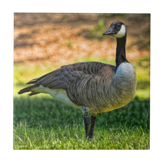 KANADA-GANS AUF DEM GRAS FLIESE (Vorderseite)