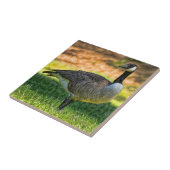 KANADA-GANS AUF DEM GRAS FLIESE (Seite)
