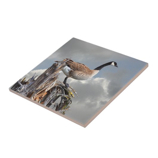 KANADA-GANS AUF EINEM BAUMSTUMPF FLIESE (Seite)