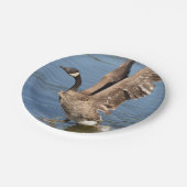 Kanada-Gans, die das Wasser entfernt Pappteller (Schrägansicht)