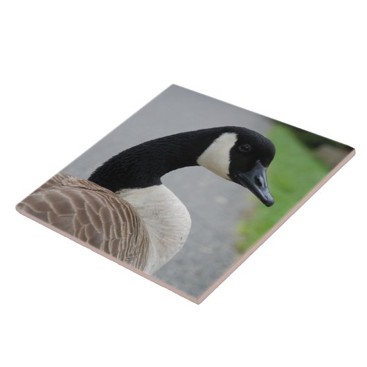 Kanada-Gans Fliese (Seite)