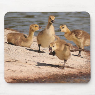 Kanada-Gans-Gänschen Mousepad