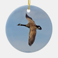 Kanada-Gans im Flug