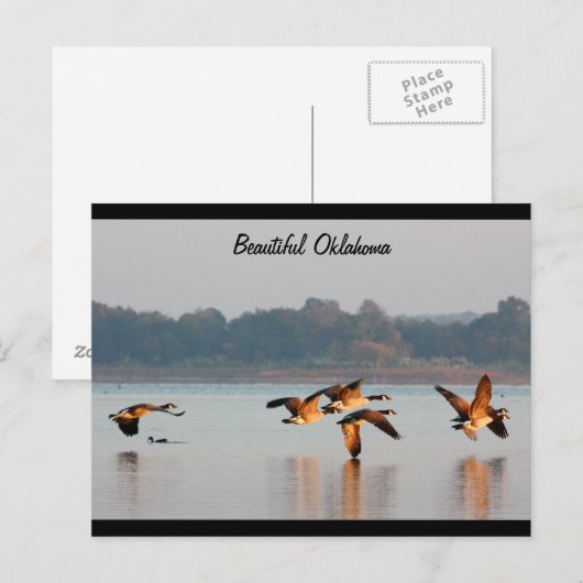 Kanada-Gans-im Flug Postkarte (Vorne/Hinten)