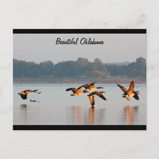 Kanada-Gans-im Flug Postkarte (Vorderseite)