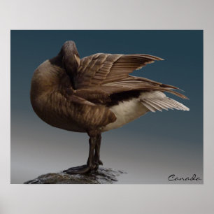 Kanada-Gans-PlaKat Kanada-Souvenir-PlaKat Druck Poster