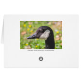 Kanada Gänse (Rückseite Horizontal)