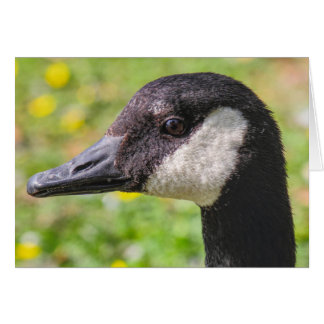 Kanada Gänse