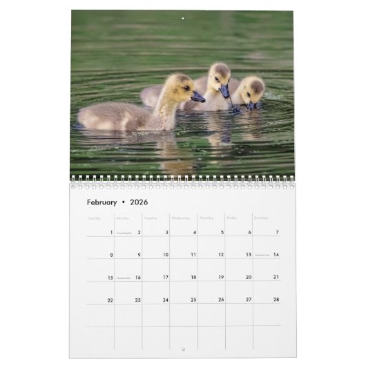 Kanada Gänse 2026 Kalender (Feb 2026)