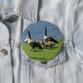 Kanada-Gänse auf dem Gras durch den Wasser-Knopf Button (Beispiel)