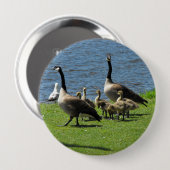 Kanada-Gänse auf dem Gras durch den Wasser-Knopf Button (Vorne & Hinten)