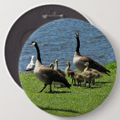 Kanada-Gänse auf dem Gras durch den Wasser-Knopf Button (Vorne & Hinten)