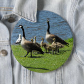 Kanada-Gänse auf dem Gras durch den Wasser-Knopf Button (Beispiel)