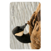 Kanada Gänse auf dem See Magnet (Vertikal)