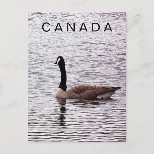 Kanada Gänse auf der Postkarte (Vorderseite)
