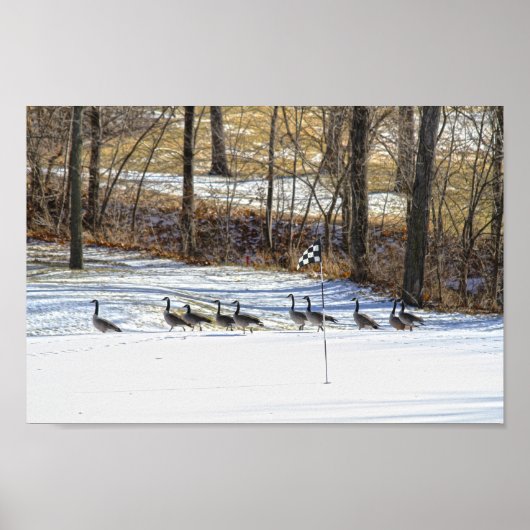 Kanada Gänse auf einem schneebedeckten Golfplatz Poster (Vorne)