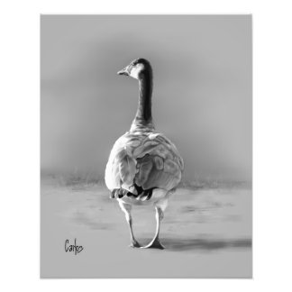 Kanada Gänse Fotodruck