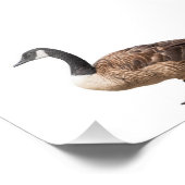 Kanada Gänse Fotodruck (Ecke)