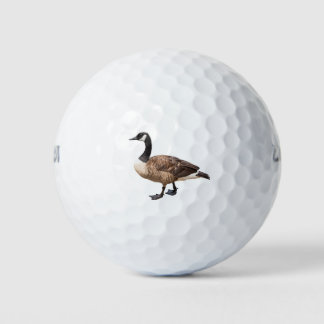 Kanada Gänse Golfball