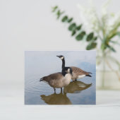Kanada Gänse im See Postkarte (Stehend Vorderseite)