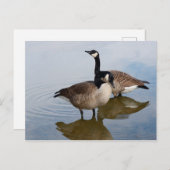 Kanada Gänse im See Postkarte (Vorne/Hinten)