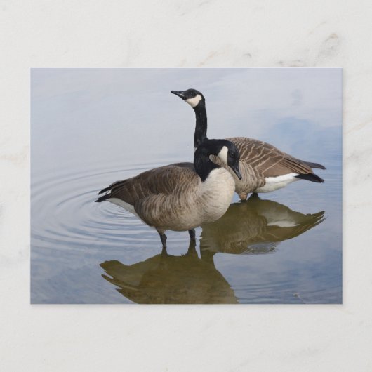 Kanada Gänse im See Postkarte (Vorderseite)