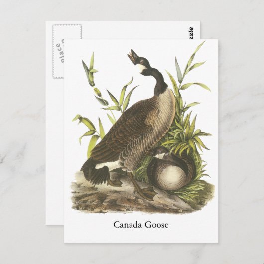 Kanada Gänse, John Audubon Postkarte (Vorne/Hinten)