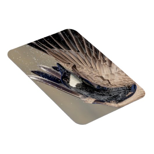 Kanada Gänse Magnet (Rechte Seite)