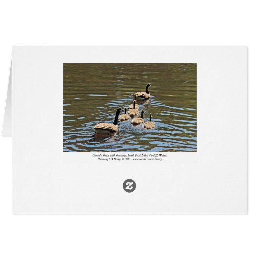 Kanada Gänse mit Goslings (Rückseite Horizontal)