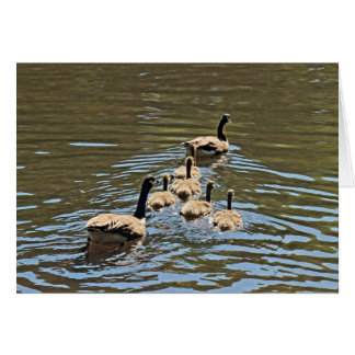 Kanada Gänse mit Goslings