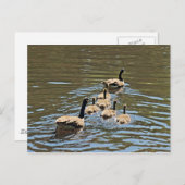 Kanada Gänse mit Goslings Postkarte (Vorne/Hinten)