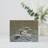 Kanada Gänse mit Goslings Postkarte (Stehend Vorderseite)