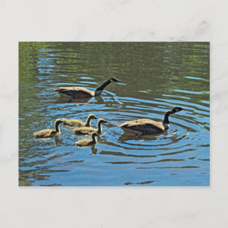 Kanada Gänse mit Goslings Postkarte