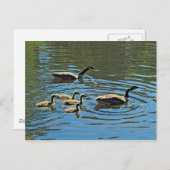 Kanada Gänse mit Goslings Postkarte (Vorne/Hinten)