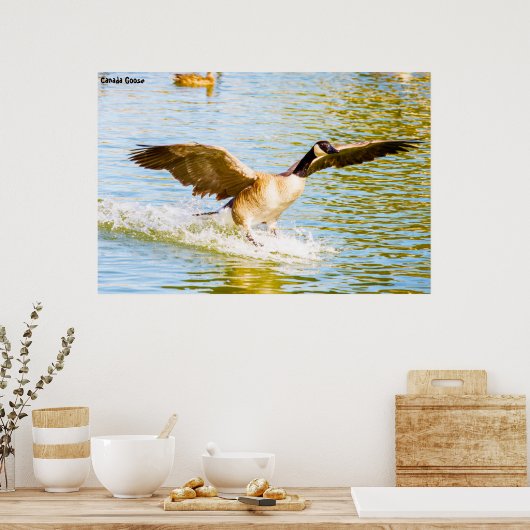 Kanada Gänse Poster (Küche)