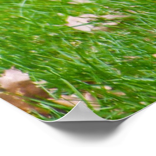 Kanada Gänse Poster (Ecke)