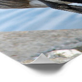 Kanada Gänse Poster (Ecke)