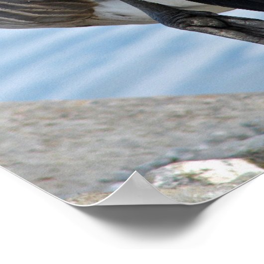 Kanada Gänse Poster (Ecke)