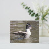 Kanada Gänse Postkarte (Stehend Vorderseite)