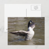 Kanada Gänse Postkarte (Vorne/Hinten)