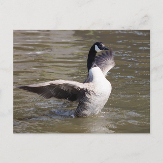 Kanada Gänse Postkarte (Vorderseite)