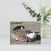 Kanada Gänse Postkarte (Stehend Vorderseite)