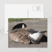 Kanada Gänse Postkarte (Vorne/Hinten)