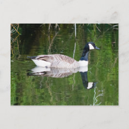 Kanada Gänse Postkarte