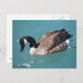 Kanada Gänse Postkarte (Vorne/Hinten)