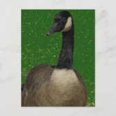 Kanada Gänse Postkarte (Vorderseite)