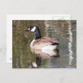 Kanada Gänse Postkarte (Vorne/Hinten)