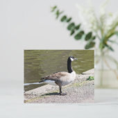 Kanada Gänse Postkarte (Stehend Vorderseite)