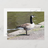 Kanada Gänse Postkarte (Vorne/Hinten)